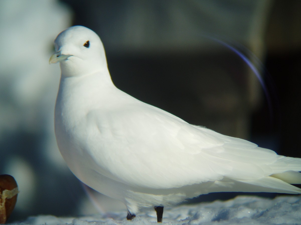Белая чайка - ML207231331