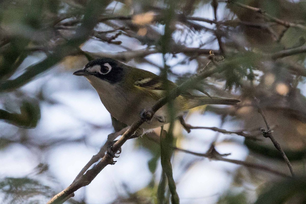 Vireo Cabecinegro - ML207232201