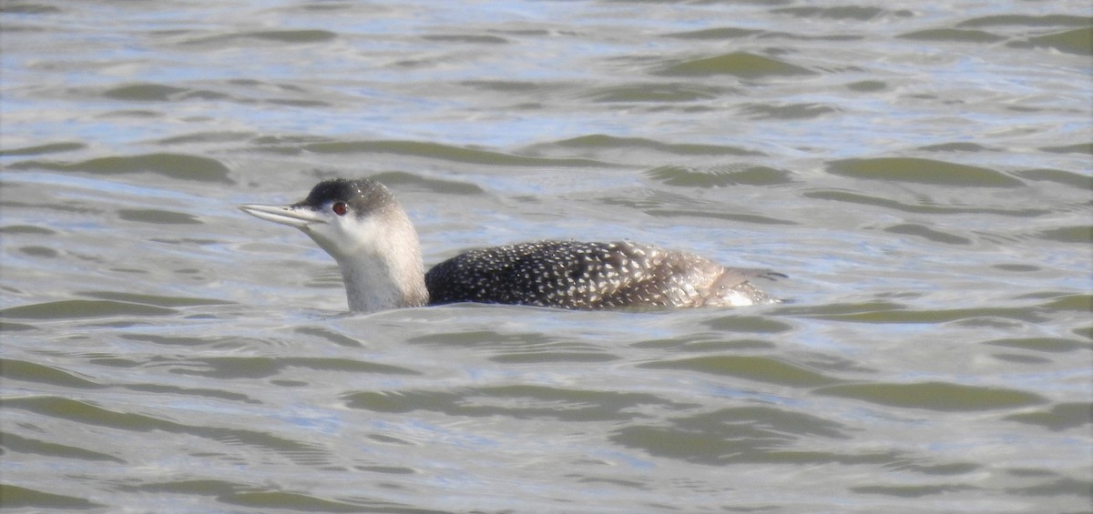 Red-throated Loon - ML207233231