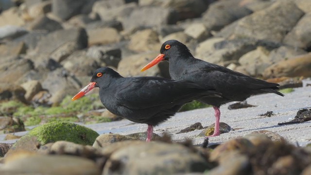 African Oystercatcher - ML207233441