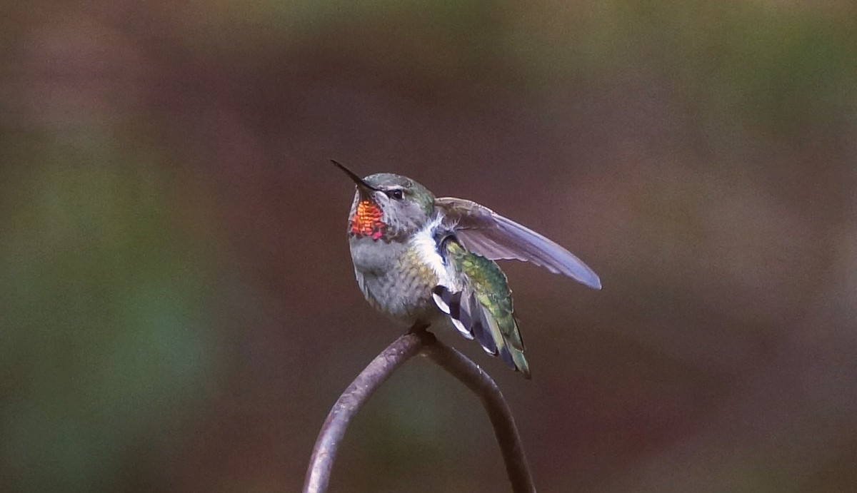 Anna's Hummingbird - ML207234011