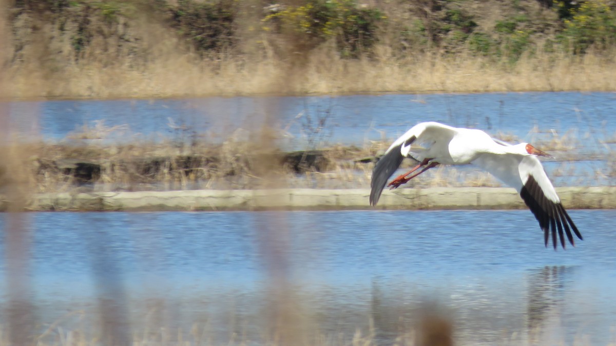 Siberian Crane - Ali Mousavi