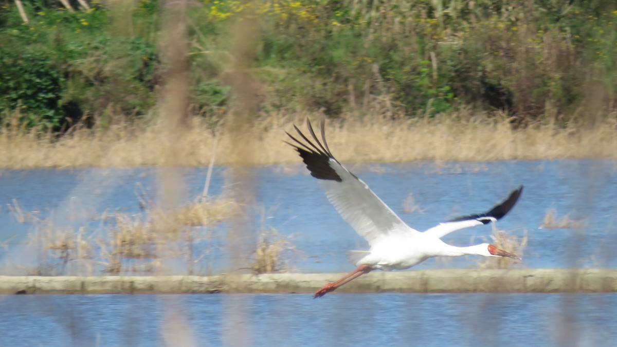 Siberian Crane - Ali Mousavi