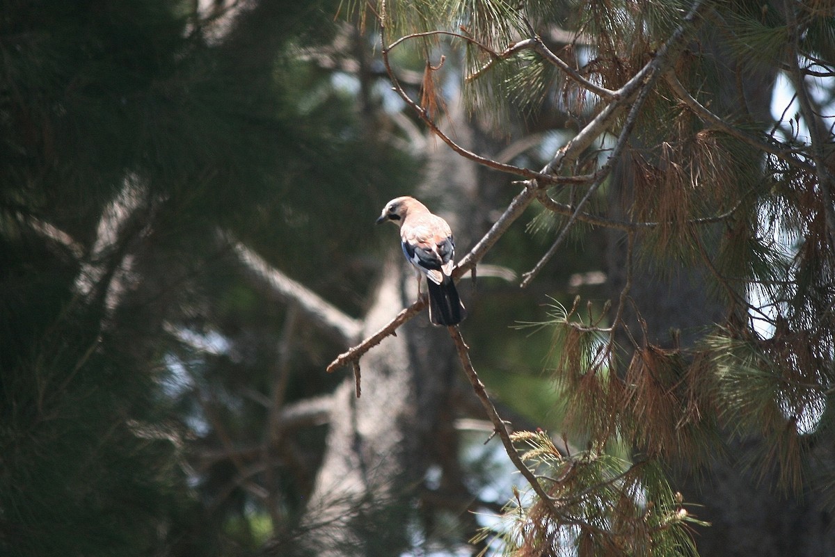 Eurasian Jay - ML207235611