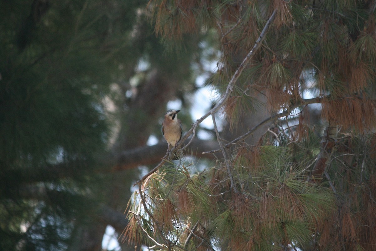 Eurasian Jay - ML207235621