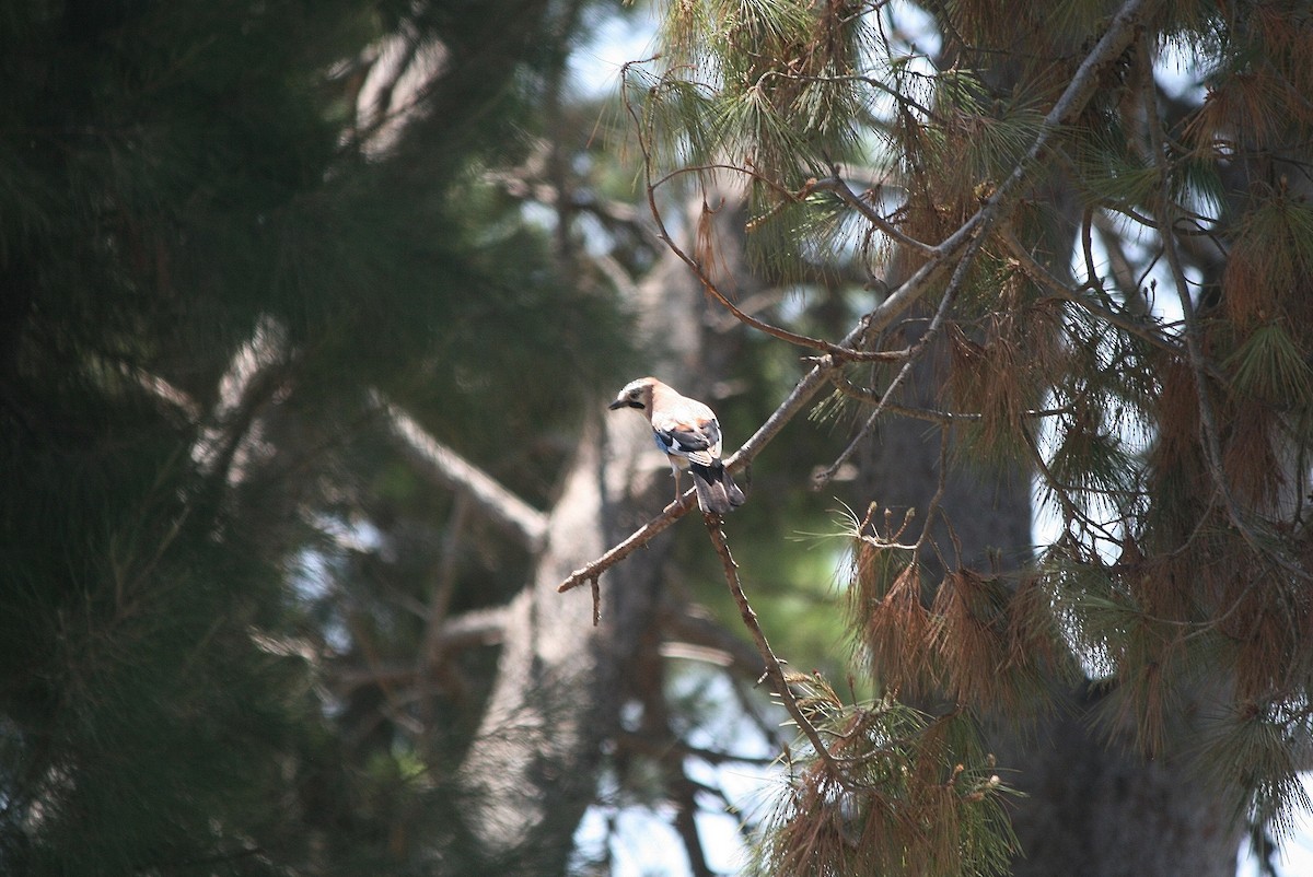 Eurasian Jay - ML207235631