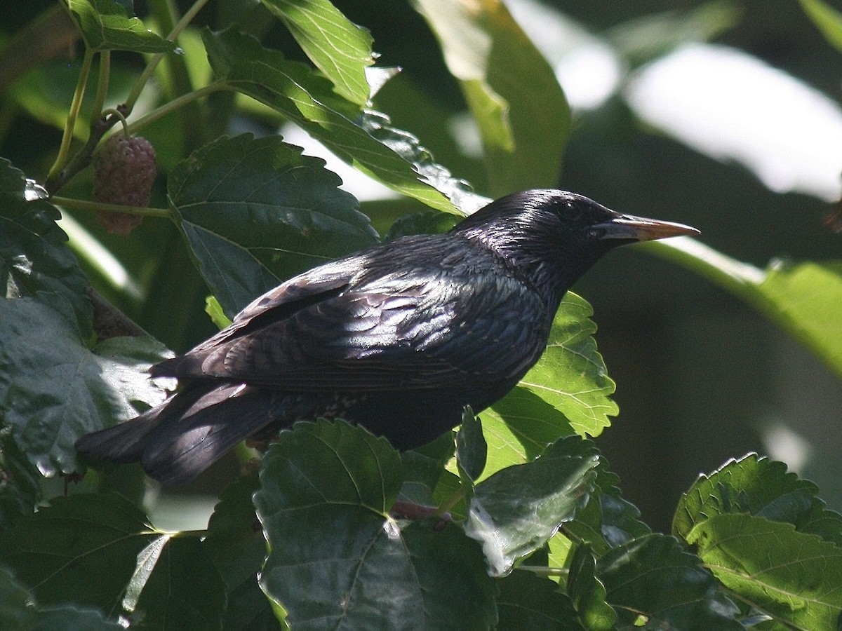 Spotless Starling - ML207235731