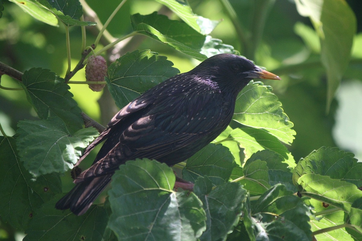 Spotless Starling - ML207235741