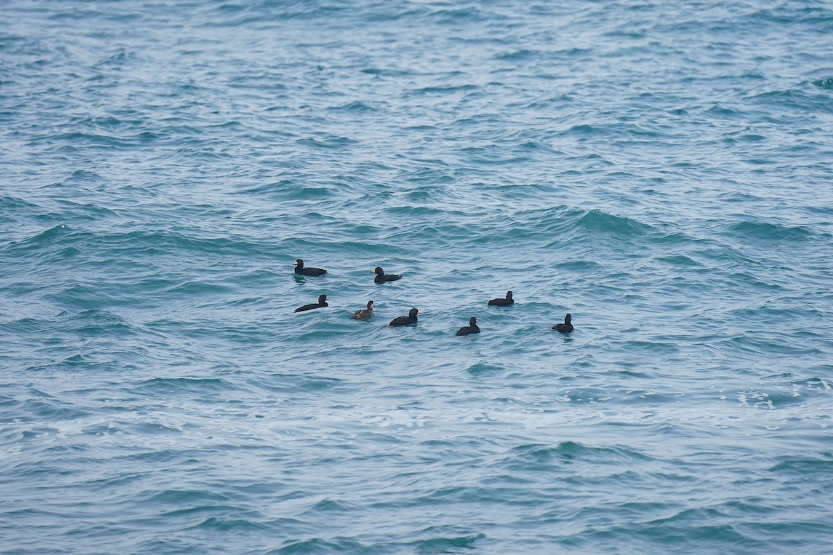 Black Scoter - ML207235771