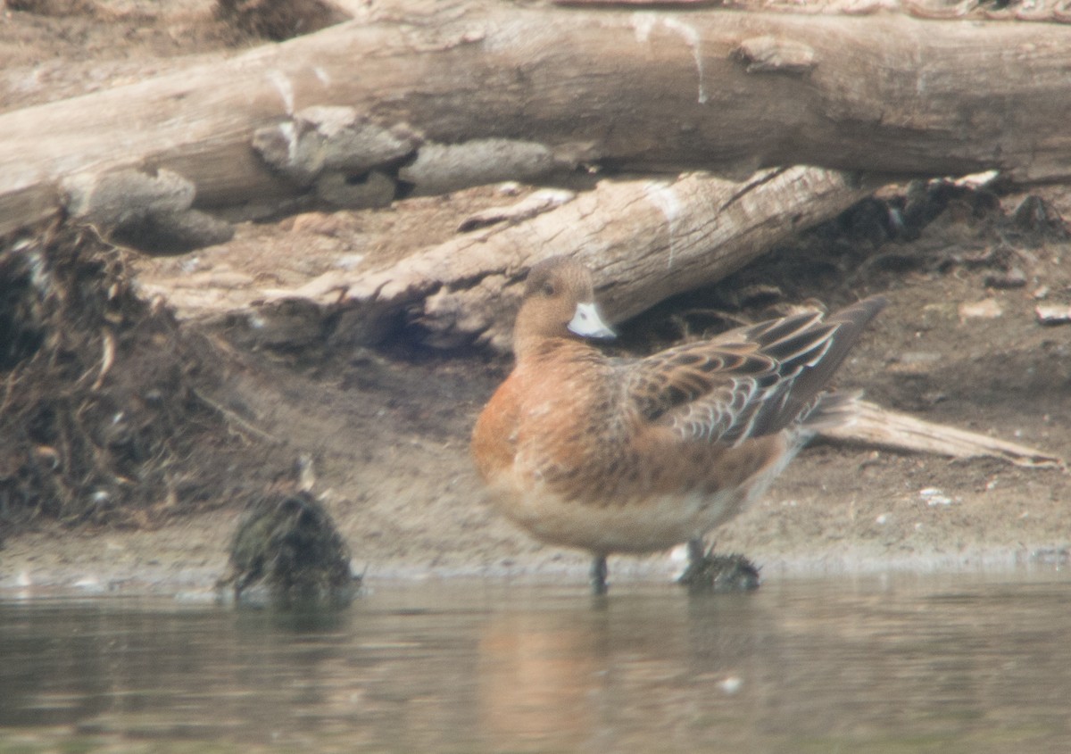 Eurasian Wigeon - ML207240601