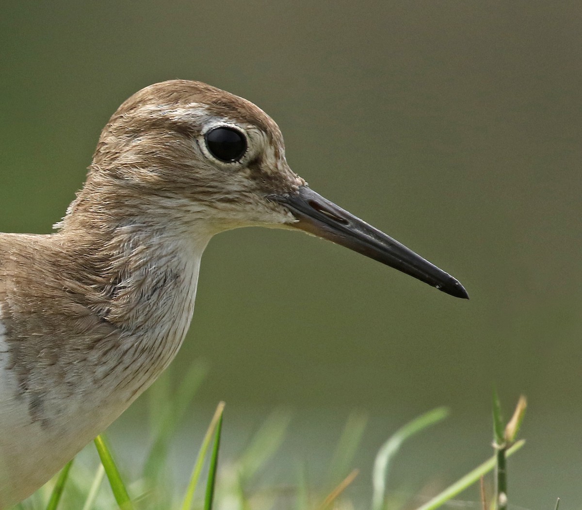 Common Sandpiper - Dave Bakewell