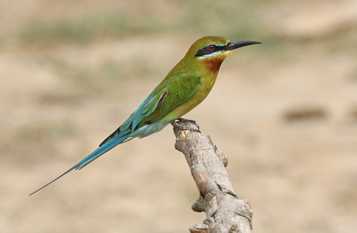 Blue-tailed Bee-eater - ML207240951