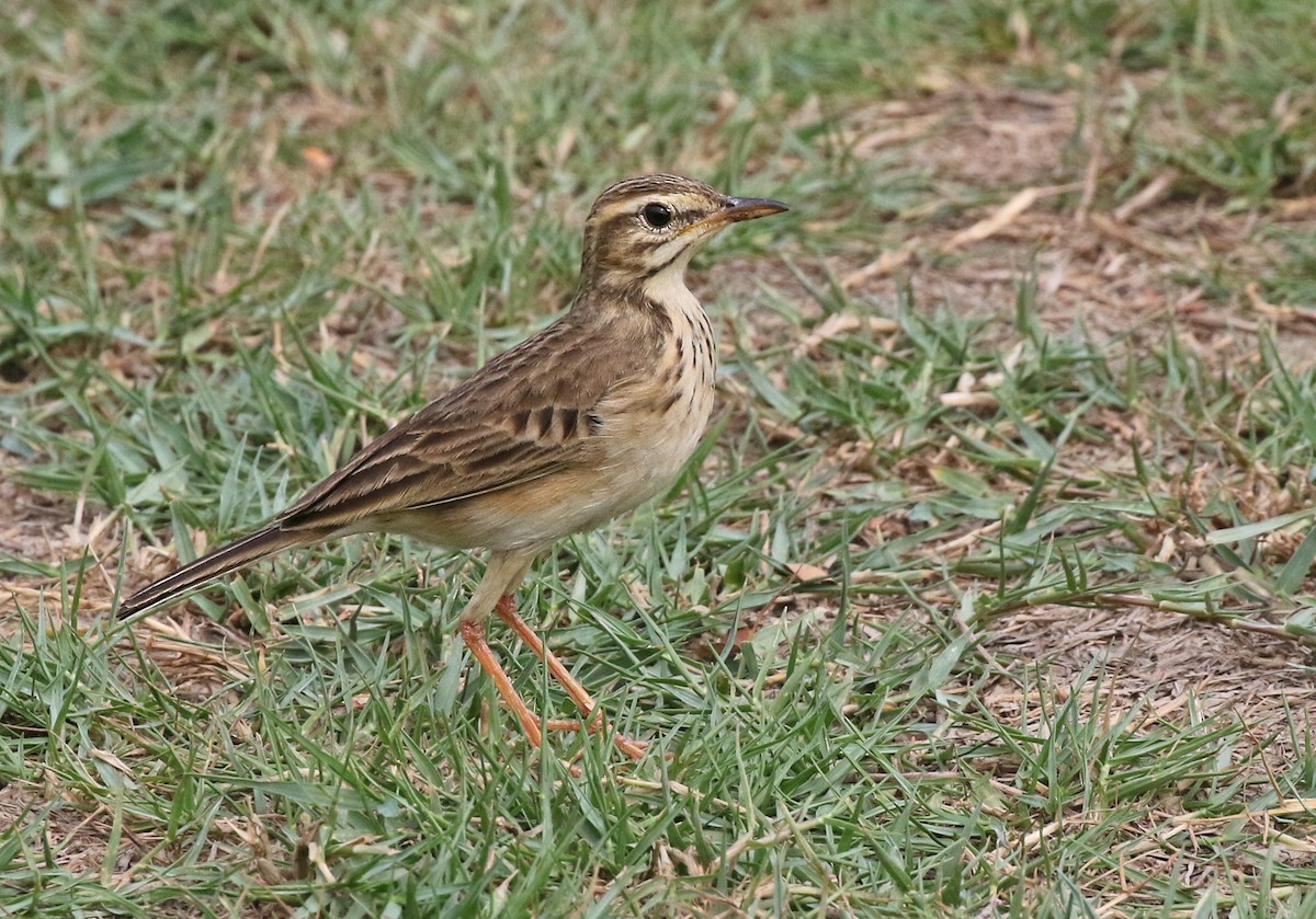 Paddyfield Pipit - ML207241001