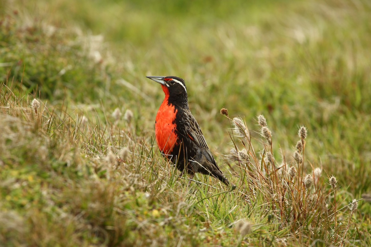 Long-tailed Meadowlark - Bruce Robinson