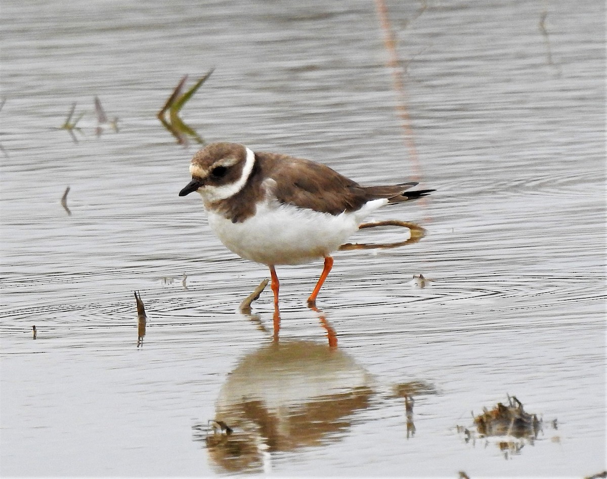 Common Ringed Plover - Stanley Su