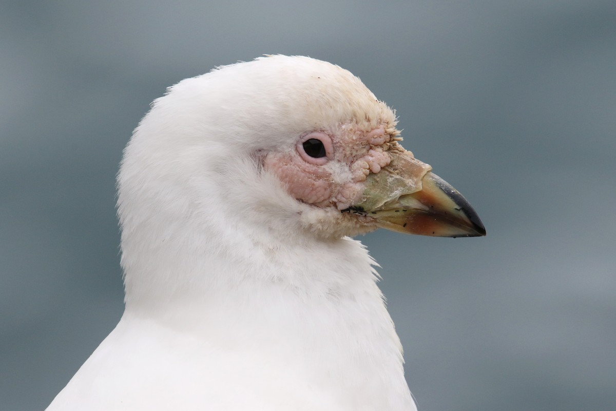 Snowy Sheathbill - Noah Strycker