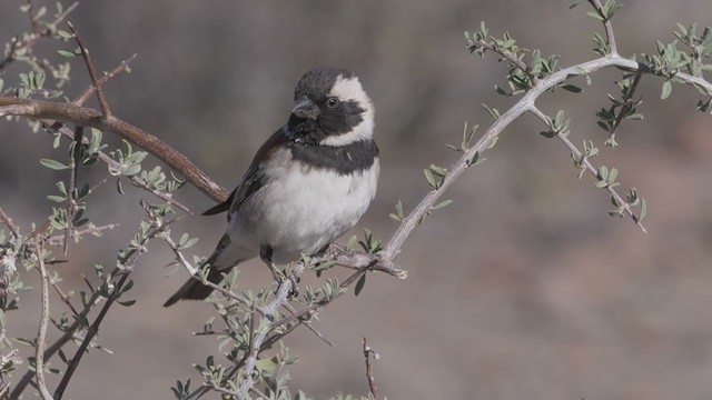 Moineau mélanure - ML207243601