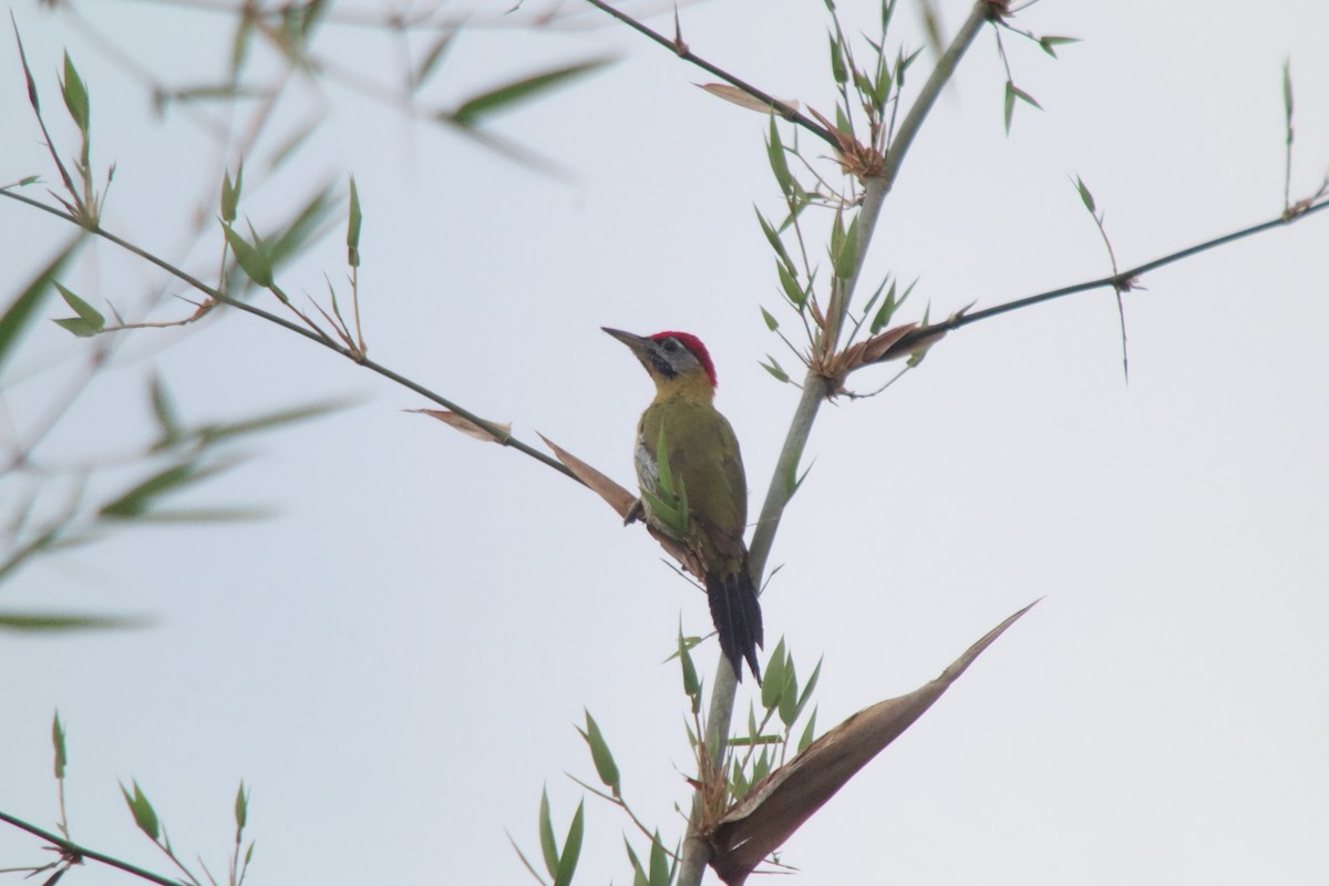 Laced Woodpecker - ML207244511