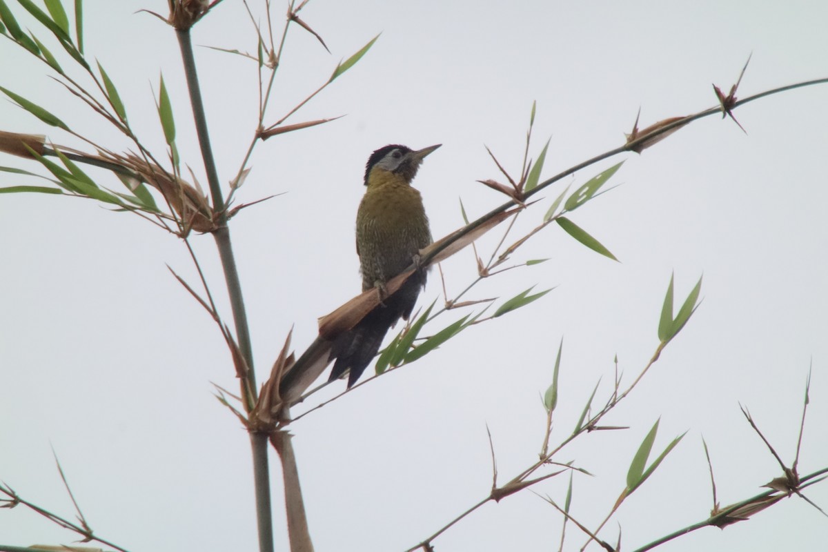 Laced Woodpecker - ML207244541