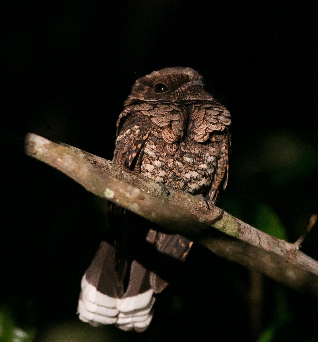 Yucatan Poorwill - Isaias Morataya