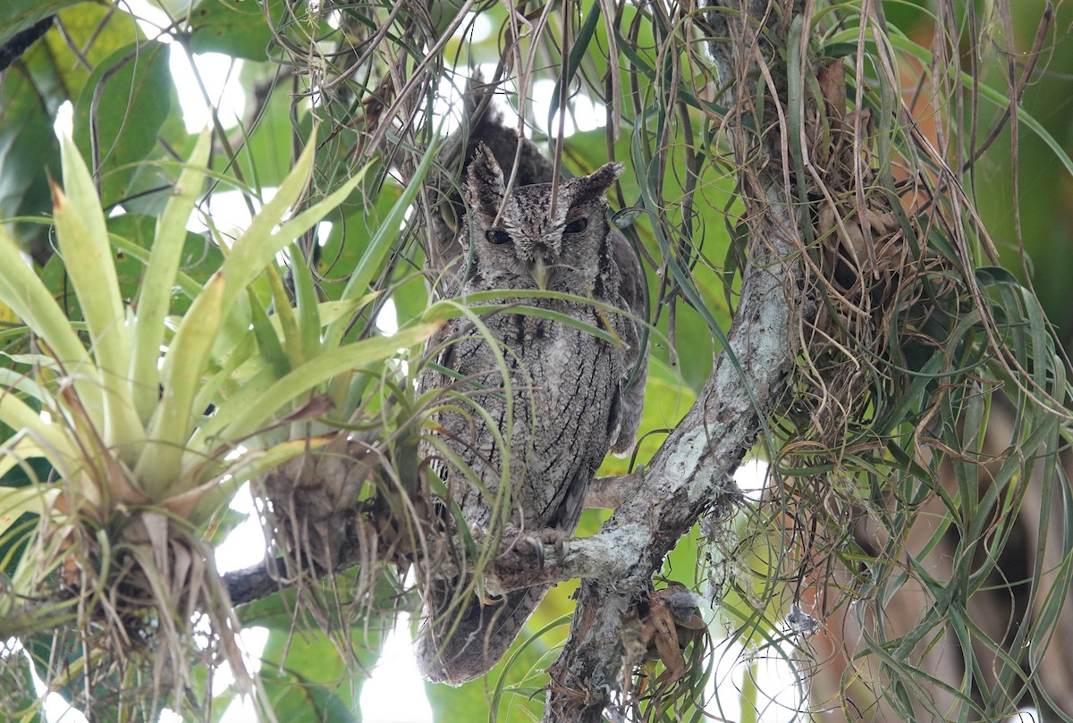 Pacific Screech-Owl - Mark Goodwin