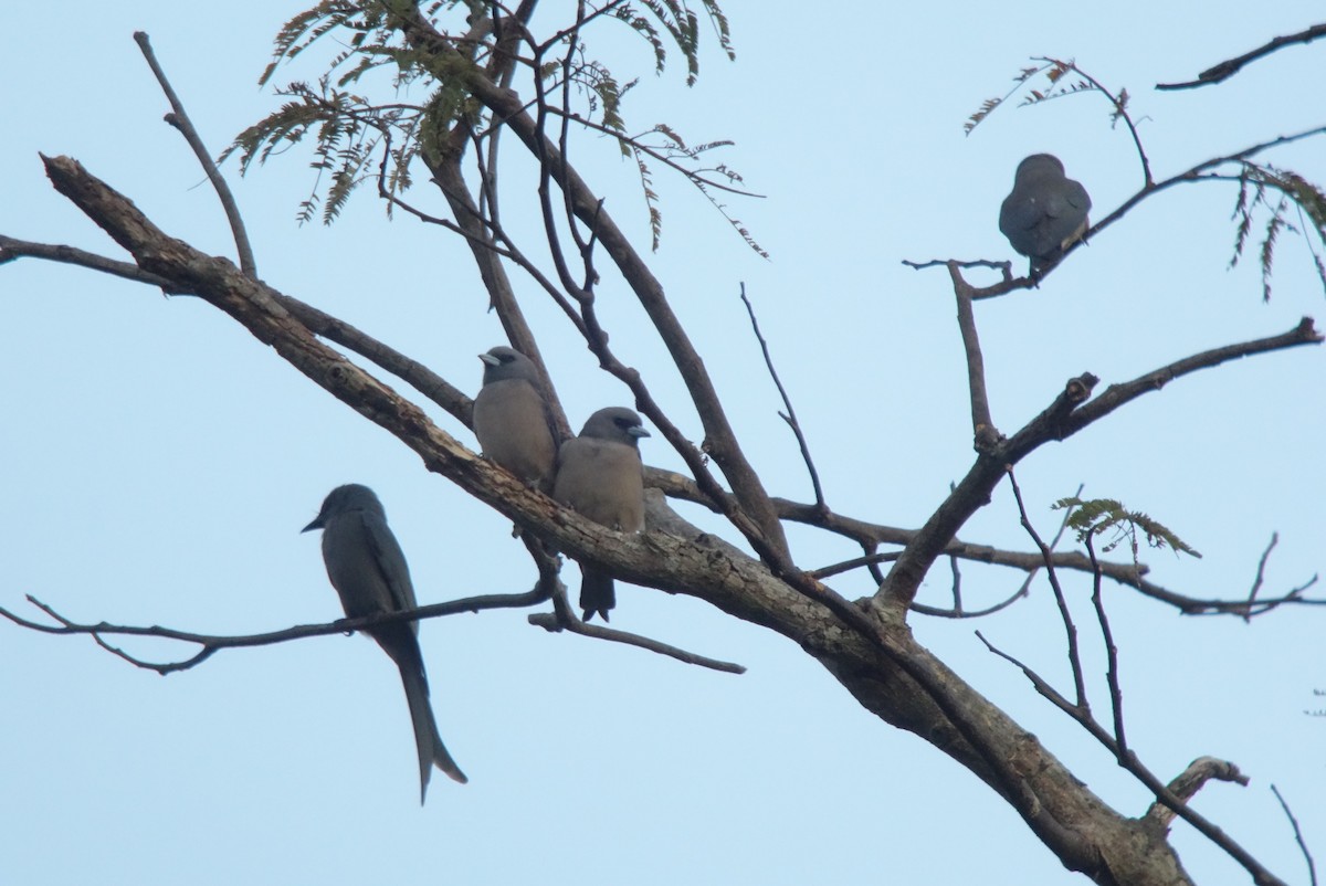 Ashy Woodswallow - ML207244921