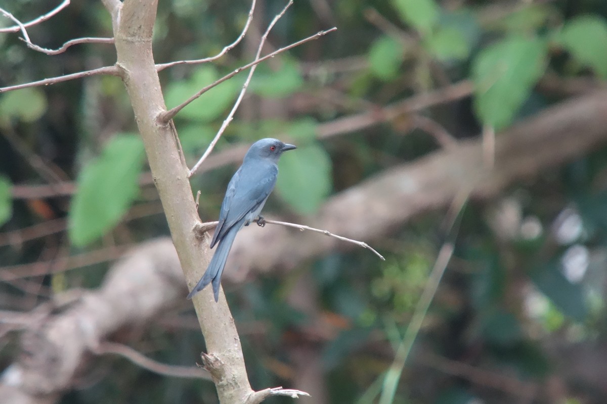 drongo kouřový [skupina leucophaeus] - ML207245041