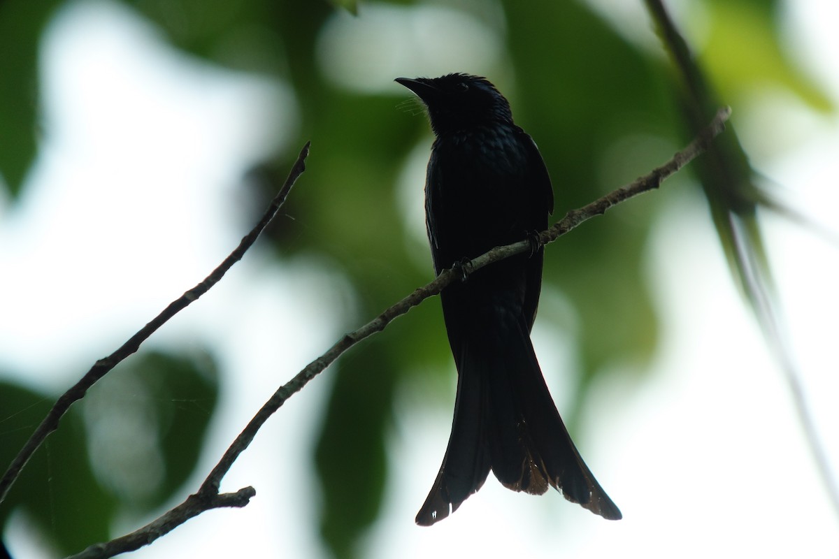 Bronzed Drongo - ML207245161