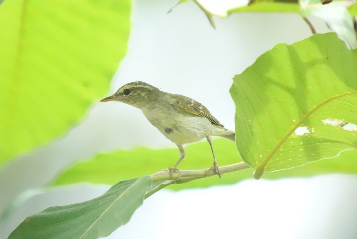 Arctic Warbler - ML207245211