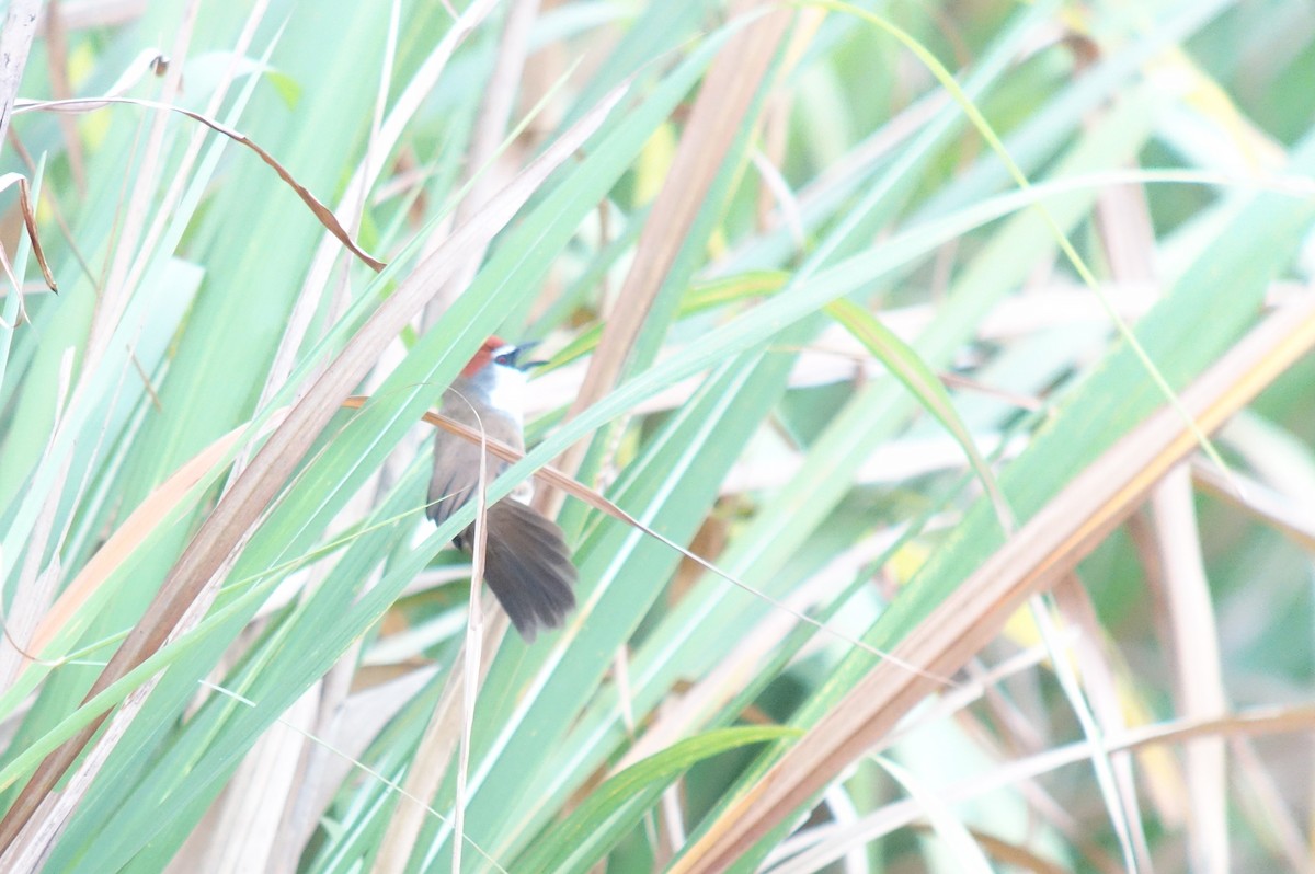 Chestnut-capped Babbler - ML207245261