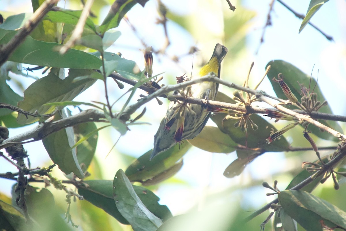 Yellow-vented Flowerpecker - ML207245341