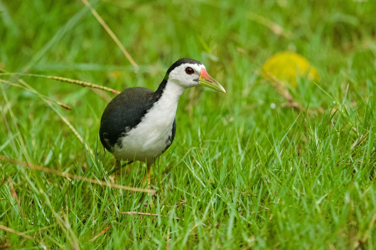 White-breasted Waterhen - Qin Huang
