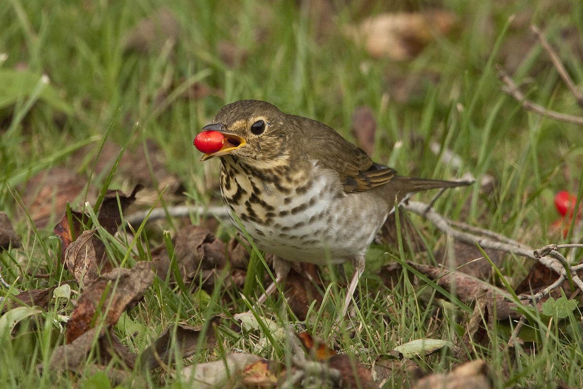 Swainson's Thrush - ML207248801