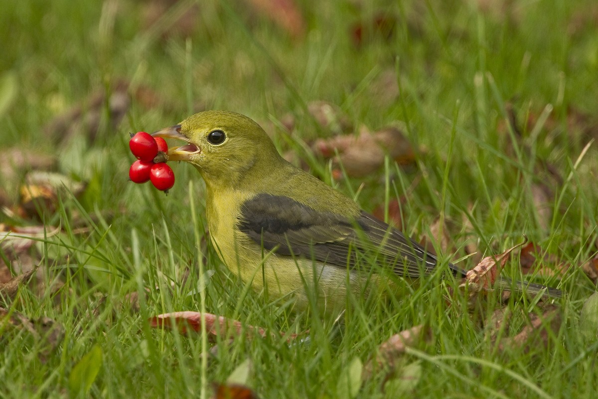 Scarlet Tanager - Bob MacDonnell