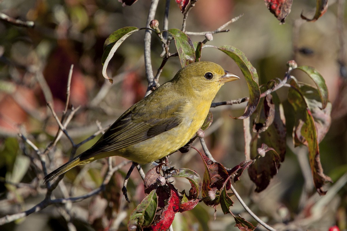 Scarlet Tanager - ML207248951