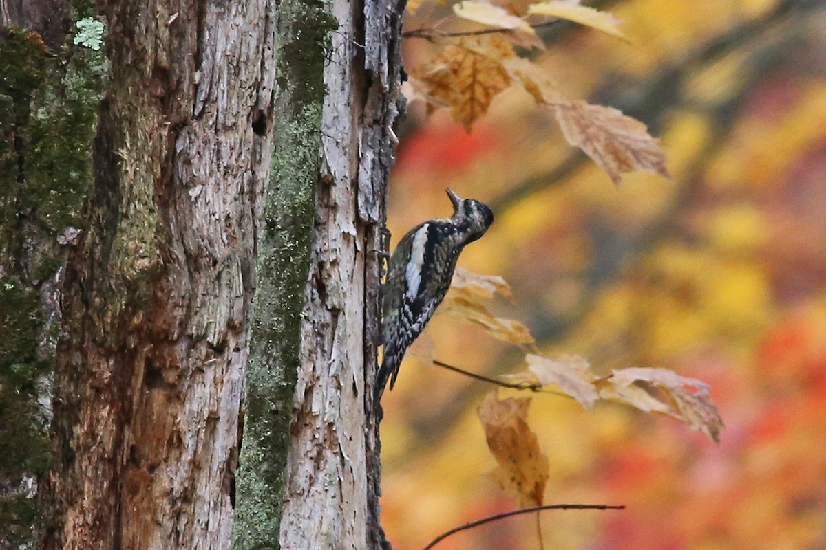 Yellow-bellied Sapsucker - ML20724951