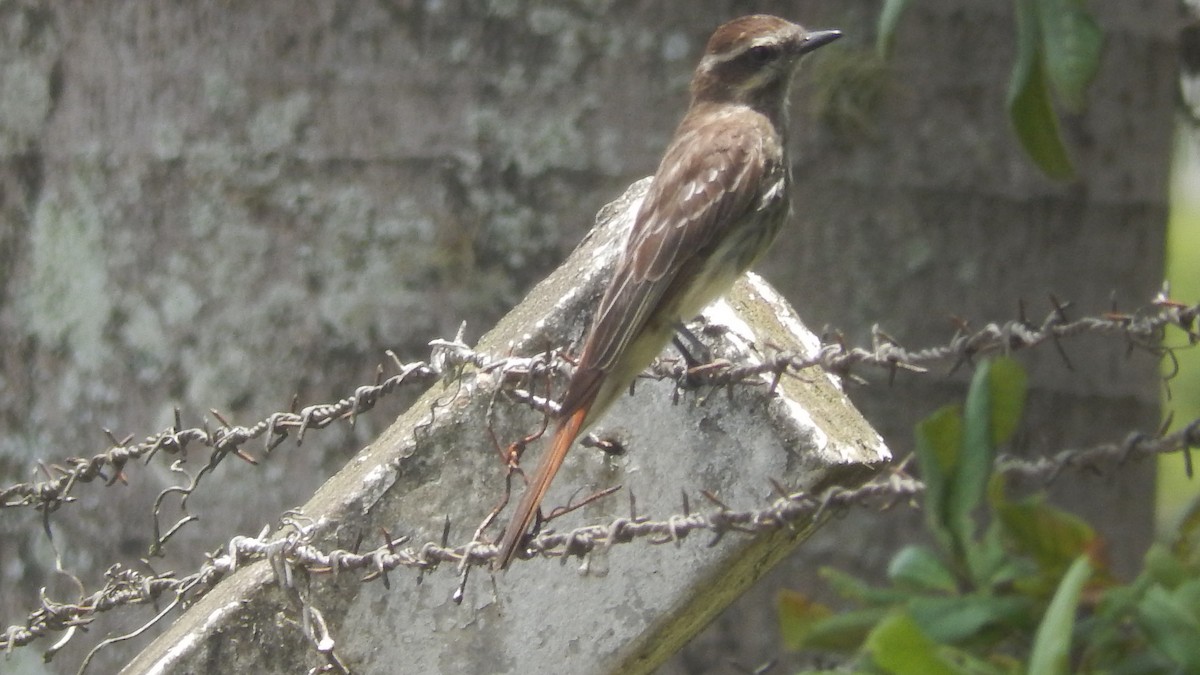 Variegated Flycatcher - ML207249821