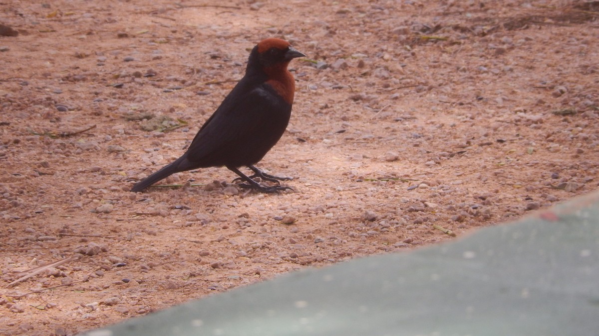 Chestnut-capped Blackbird - ML207249831