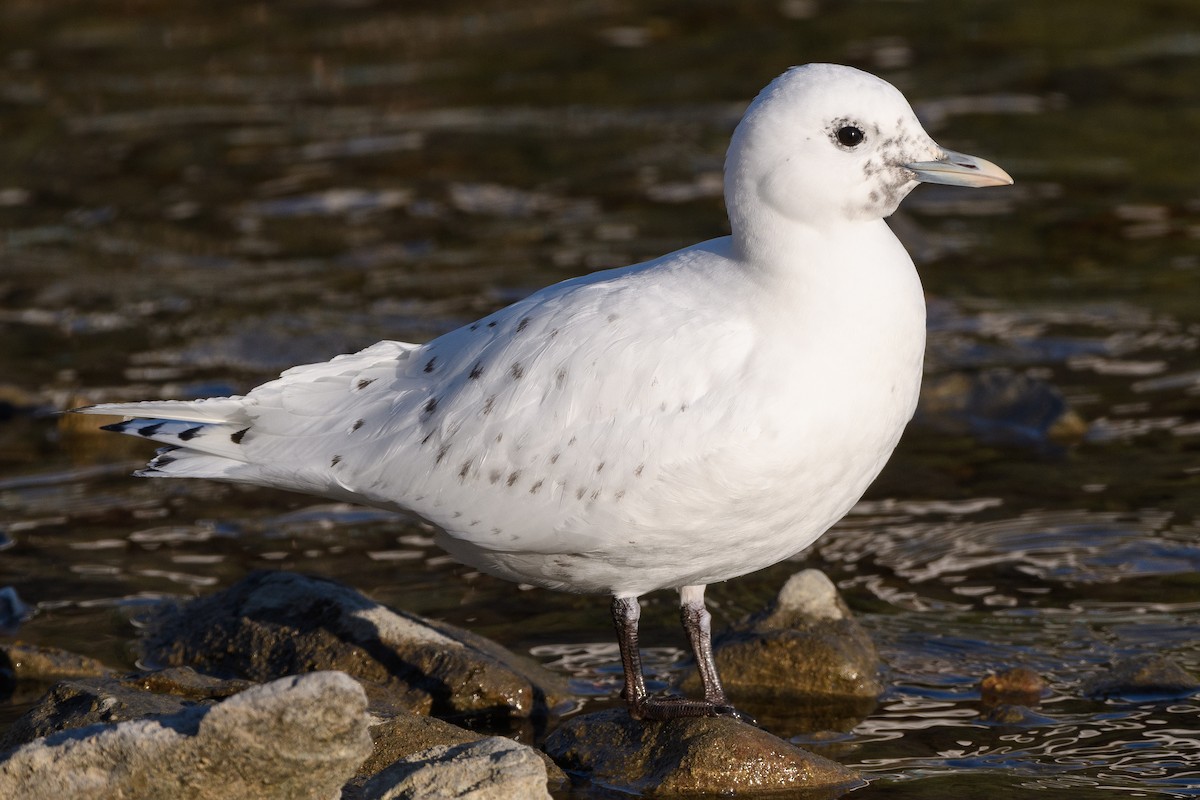Ivory Gull - Darren Clark