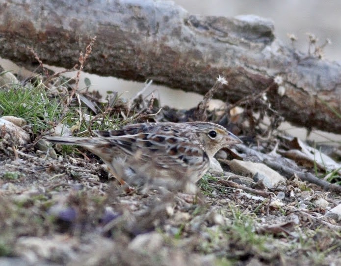 Grasshopper Sparrow - ML207250391