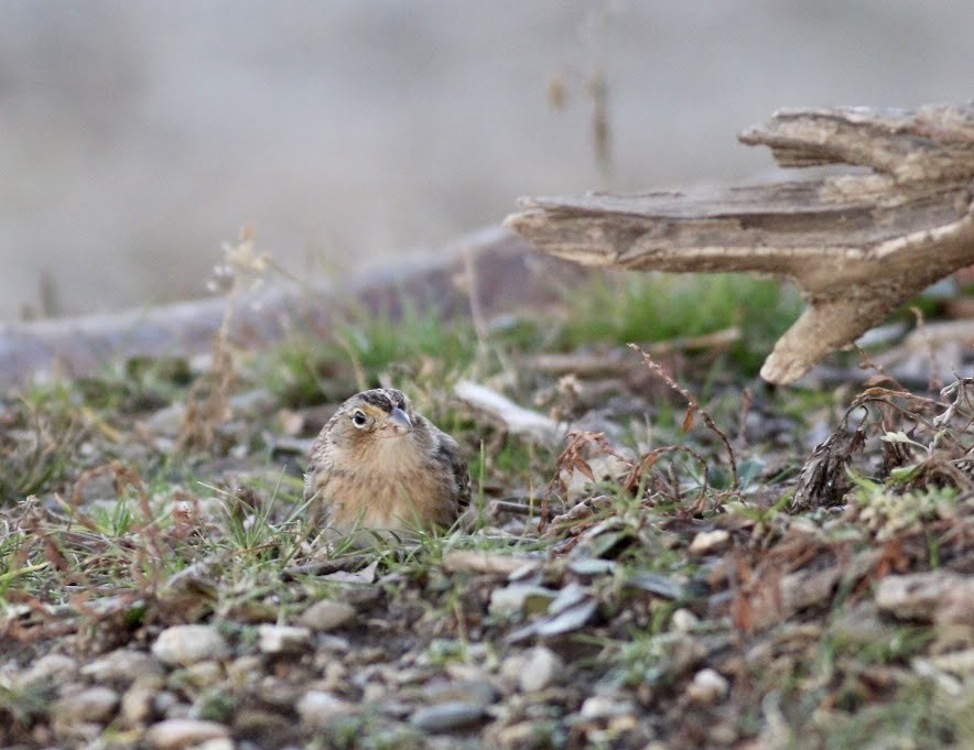 Grasshopper Sparrow - ML207250401