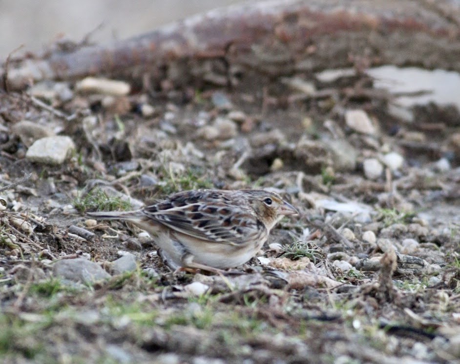 Grasshopper Sparrow - ML207250411
