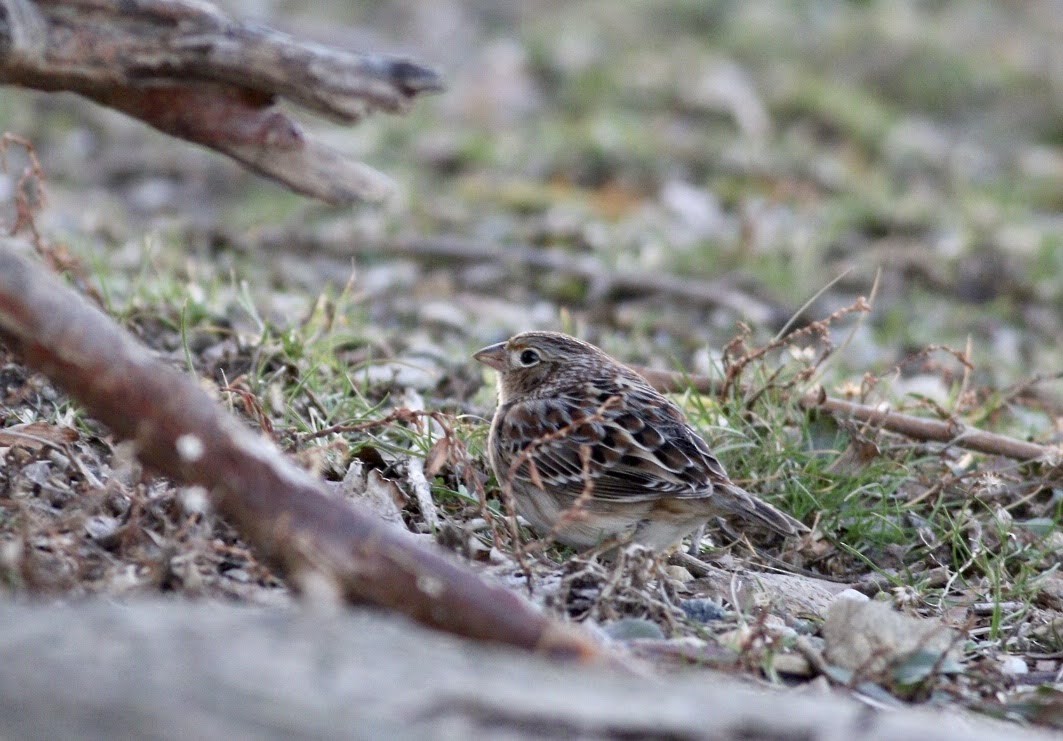 Grasshopper Sparrow - ML207250421
