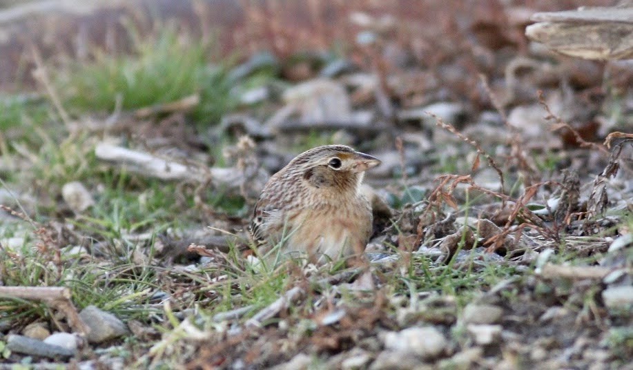 Grasshopper Sparrow - ML207250431