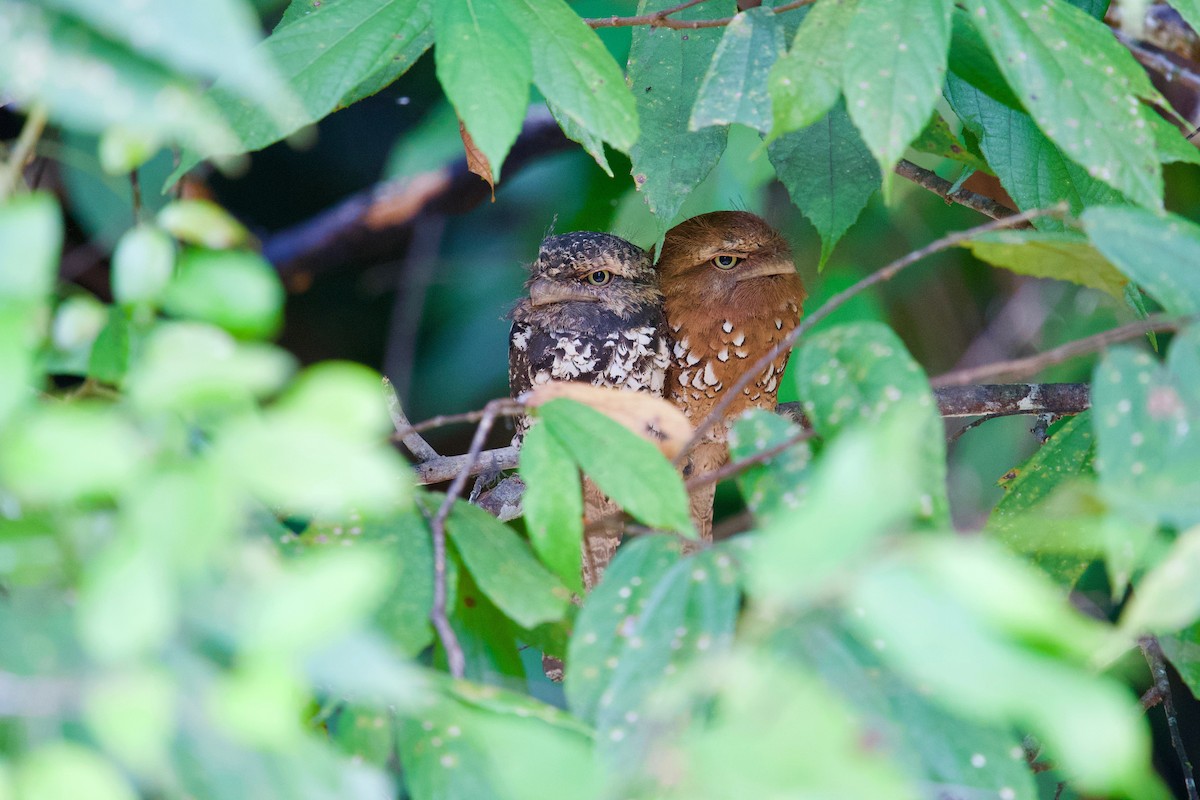 Sunda Frogmouth - Qin Huang