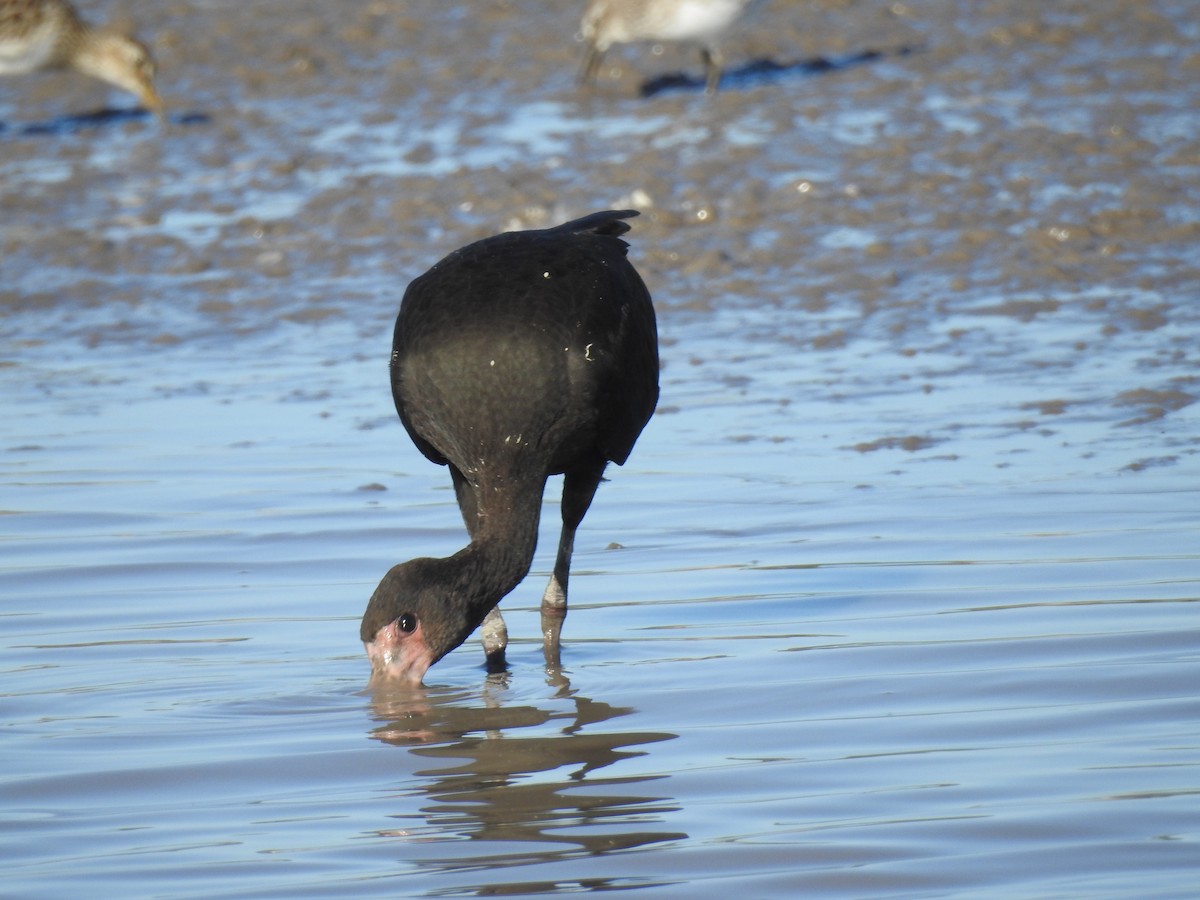 Bare-faced Ibis - Edelweiss  Enggist