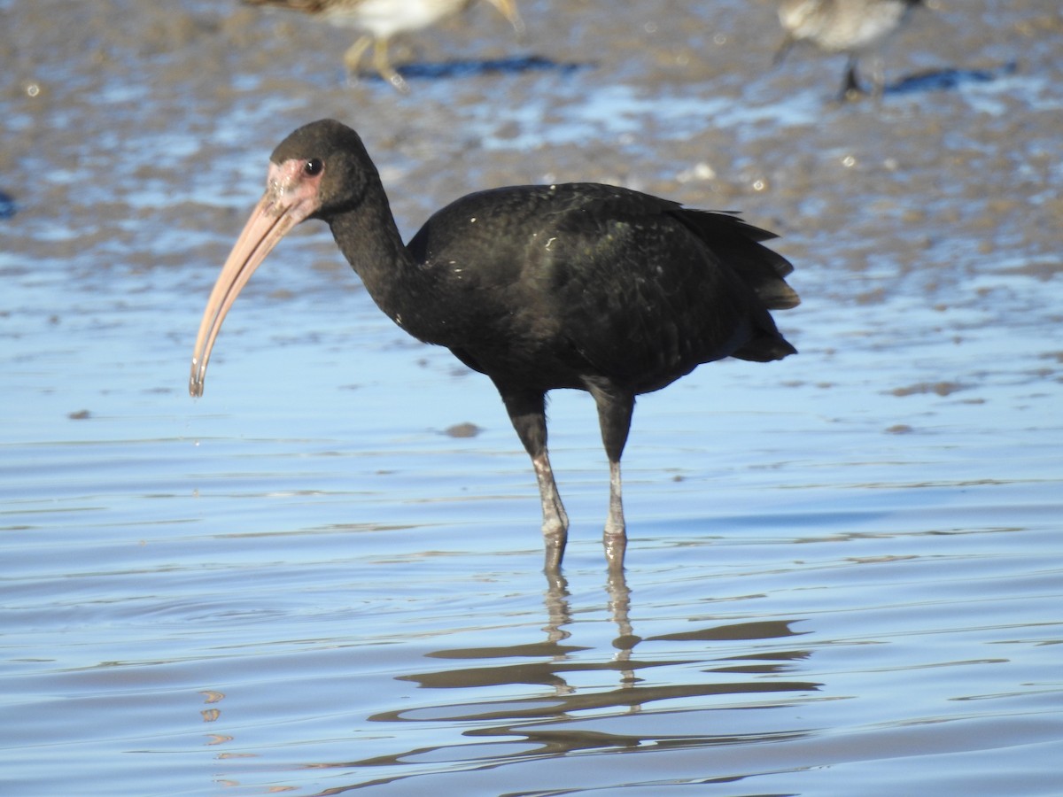 Bare-faced Ibis - Edelweiss  Enggist