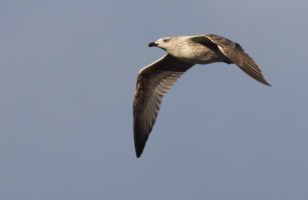 Yellow-legged Gull - ML207252291