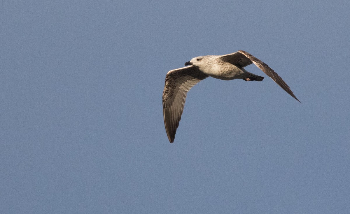 Yellow-legged Gull - ML207252301