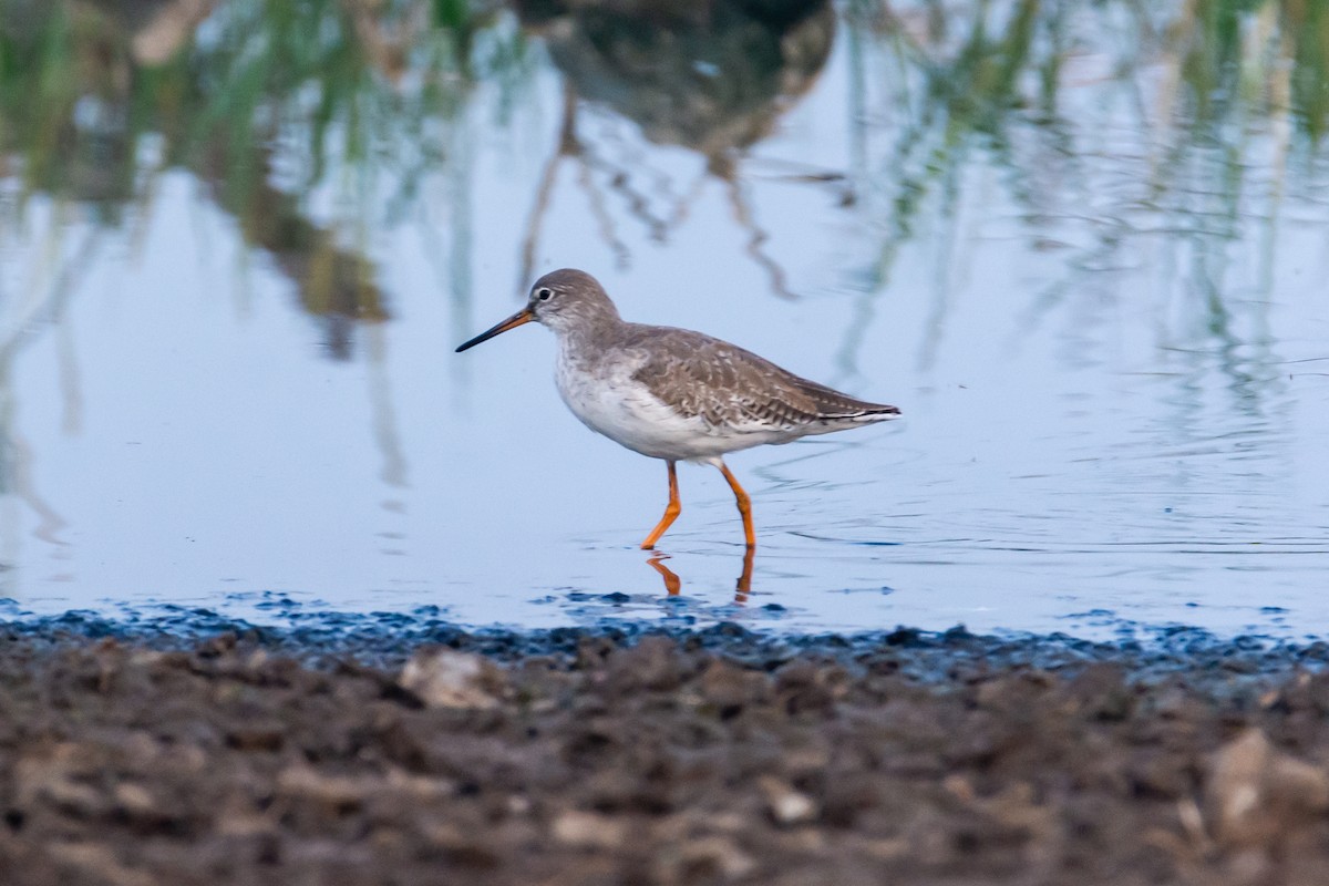Spotted Redshank - ML207252791